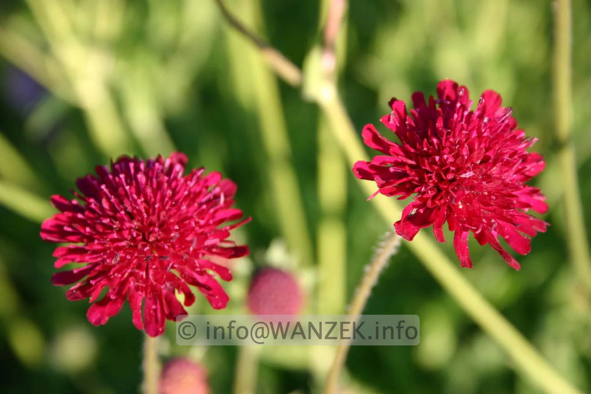 Knautia macedonica Mars Midget 02.png